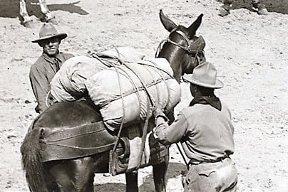 A mule being loaded up with supplies.
