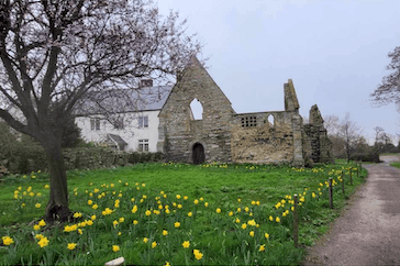 Daffodils can be seen blooming around the Chantry, Kilve, thanks to members of Tsunami Judo Club.