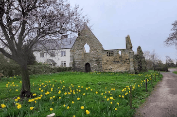 Daffodils can be seen blooming around the Chantry, Kilve, thanks to members of Tsunami Judo Club.