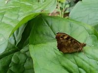 Exmoor villagers want to help stop insect decline