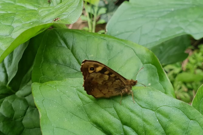 UK insects are in decline, including butterflies such as this speckled wood.
