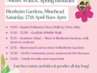 A celebration of blossom comes to Minehead