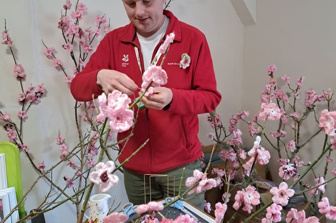 National Trust staff create a blossom display for the first-ever Exmoor coast blossom festival.
