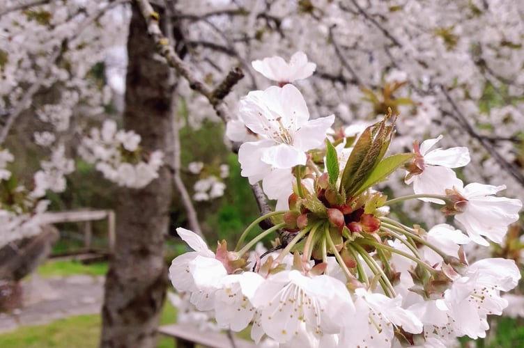 Blossom on theNational Trust's Holnicote Estate, on Exmoor