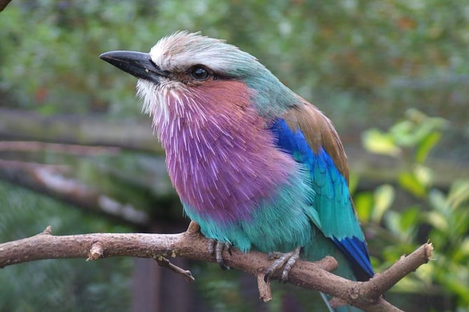 Multi-coloured bird 