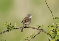 Exmoor National Park Authority offering dawn walks to hear birdsong