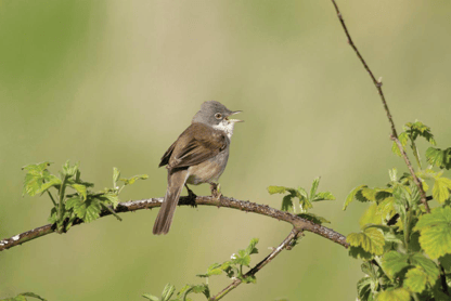A whitethroat, which may be heard during a birding walk on Exmoor on May 9.
