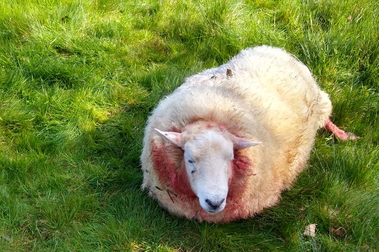 One of the injured sheep after a dog attack in Brompton Regis last week.