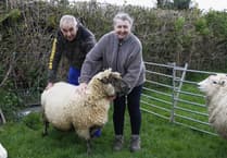 Dog attack which killed Exmoor woman's pet sheep investigated by police