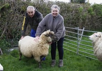 Pet sheep named Lamb Chop killed in dog attack