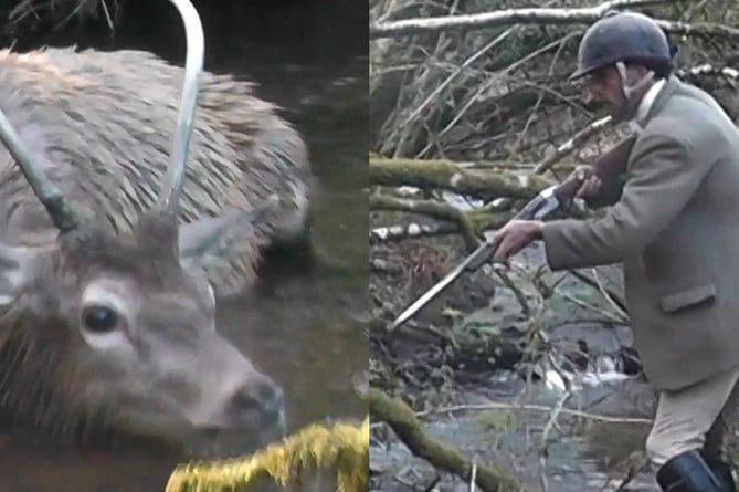 Footage shows a stag being chased and killed after being pursued with horses, hounds and quadbikes in a National Park (SWNS Hunt Saboteurs Association)