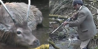 Footage shows man shooting Exmoor stag after hunting it for ten miles 