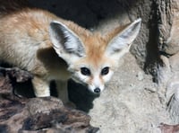 Two fennec foxes, the world's smallest, arrive at Exmoor Zoo