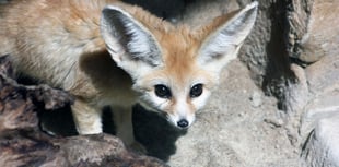 Two fennec foxes, the world's smallest, arrive at Exmoor Zoo