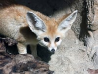 Two fennec foxes, the world's smallest, arrive at Exmoor Zoo