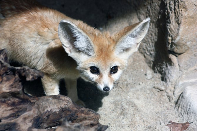 A pair of Fennec foxes have arrived at Exmoor Zoo