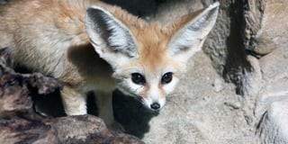 Two fennec foxes, the world's smallest, arrive at Exmoor Zoo