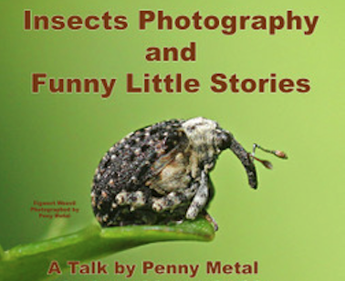 A talk on insects is being given in Wootton Courtenay by Penny Metal.