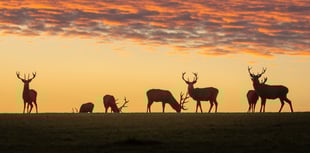 First festival of nature for Exmoor