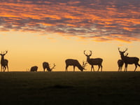 First festival of nature for Exmoor