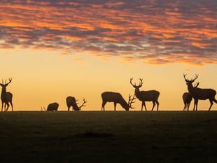 First festival of nature for Exmoor