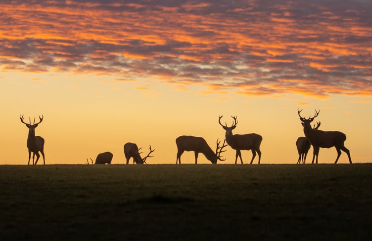 A stunning sunset shot of red deer on Exmoor