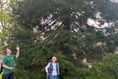 'Wellingtonia' trees thriving at Nynehead Court more than 20 years on