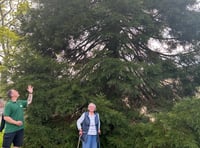 'Wellingtonia' trees thriving at Nynehead Court more than 20 years on