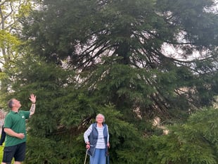 'Wellingtonia' trees thriving at Nynehead Court more than 20 years on