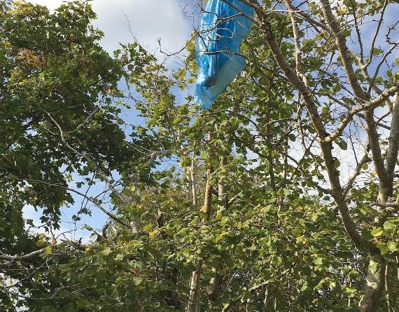 A dog poo bag thrown into a tree in Wellington Park and discarded