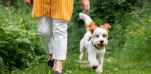 Cinnamon Trust to host dog-themed bring and buy sale in Minehead