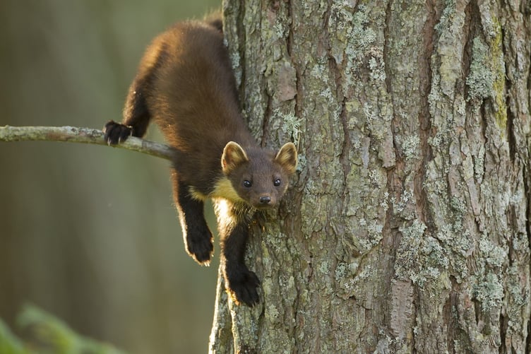 Pine martens are to be reintroduced to Exmoor.