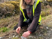 Lottery funding boost for return of pine martens