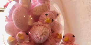 New breed of Exmoor duck supports cancer patients