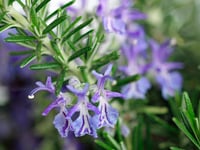Wootton Courtenay’s Flower and Produce Show set to return in August 
