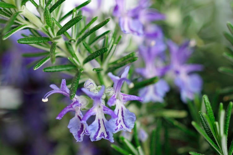 Blooming rosemary