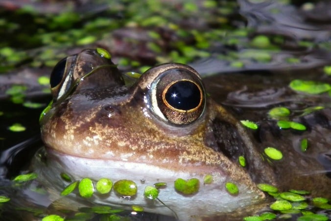 One visitor you can expect to see (Photo: Wildlife Trust)