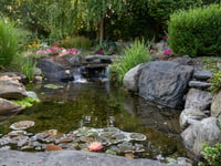 Good Gardening by Philip Greenfield - Make a splash in your garden