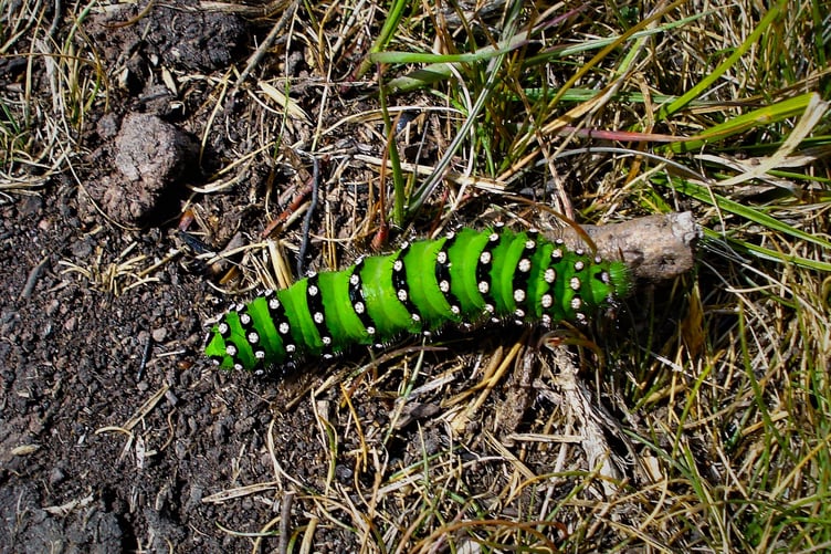 The chrysalis of an Emperor moth