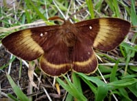 All of a flutter - Exmoor's tiny beauties