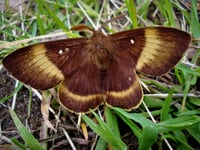 All of a flutter - Exmoor's tiny beauties