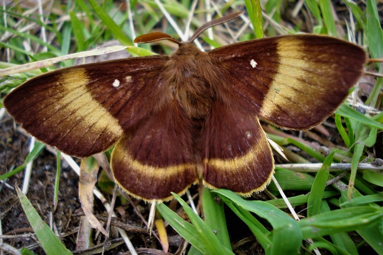 Oak Eggar moth