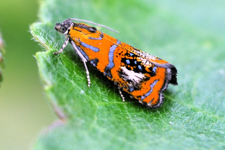 Coppice Beauty moth