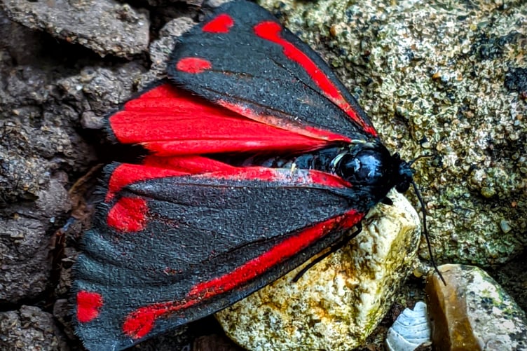 Cinnabar moth