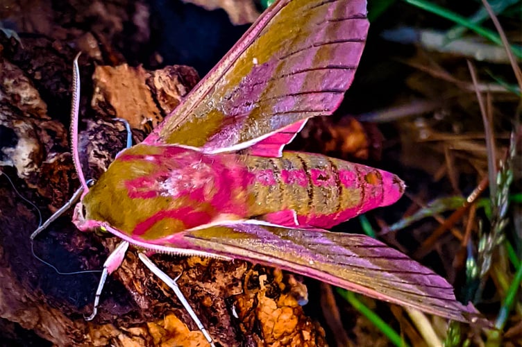 Elephant hawk-moth