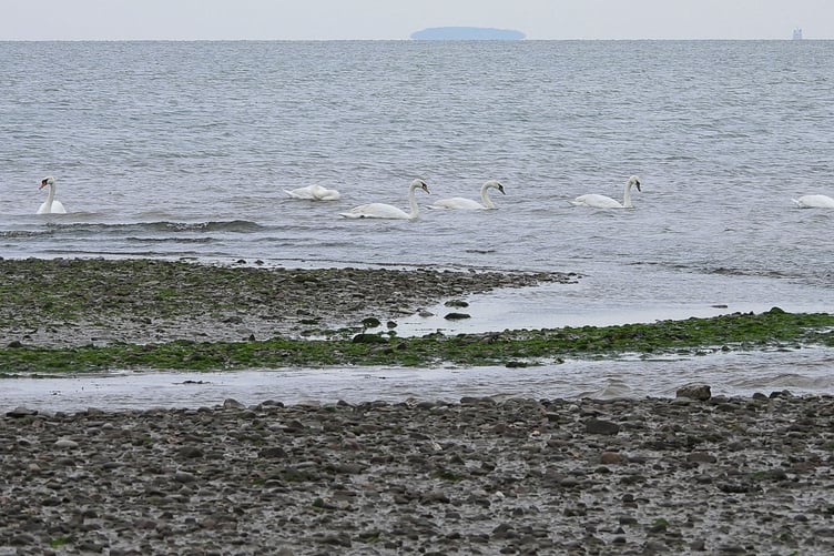 Dunster Beach has seen a large number of swans congregating in the sea.