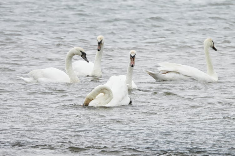 Some of the swans currently resident in the sea at Dunster Beach.