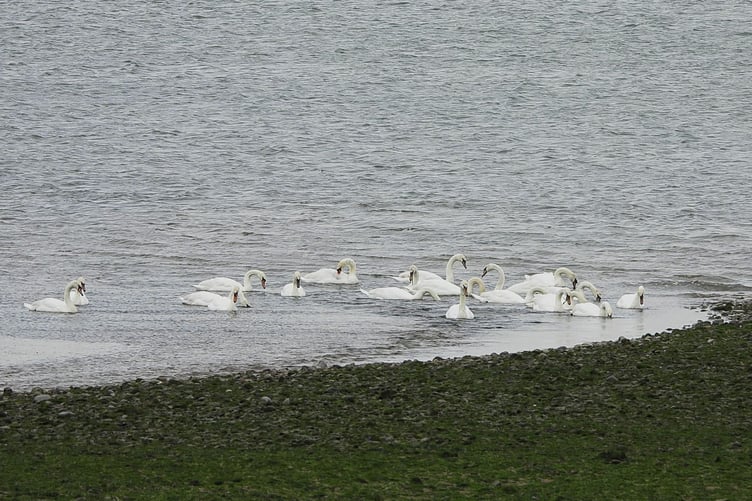 Swans in the sea at Dunster Beach.