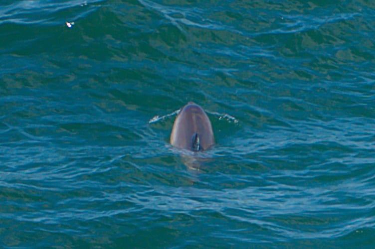 Louise Christiaans was 'delighted' to have captured Somerset's very first recorded Bottlenose Dolphin sighting (CREDIT: Louise Christiaans)