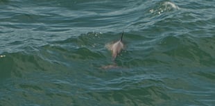First recorded sighting of bottlenose dolphin in Somerset's waters